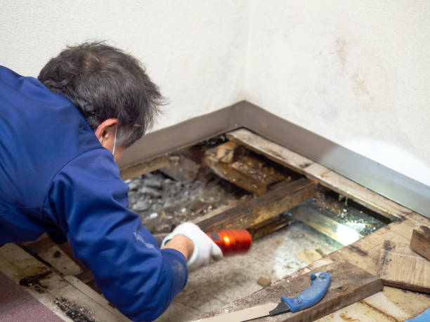 Best Emergency Mold Removal  in Big Pine, CA
