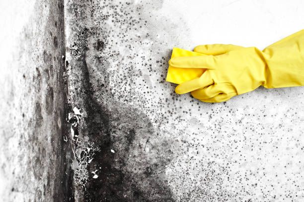 Best Residential Mold Removal  in Big Pine, CA