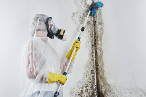 Best Same-Day Mold Removal  in Big Pine, CA