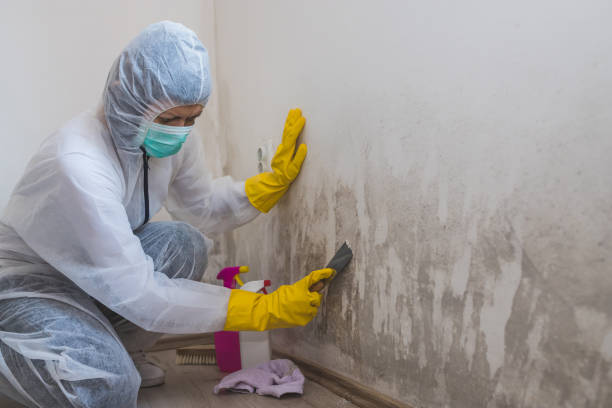 Best Mold Remediation  in Big Pine, CA