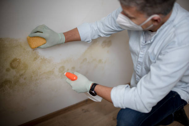 Best Best Mold Removal Companies  in Big Pine, CA
