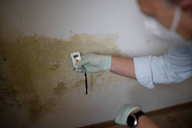 Best Local Mold Removal Service  in Big Pine, CA