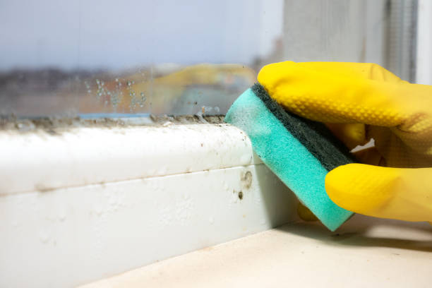 Office Mold Removal Services in Big Pine, CA