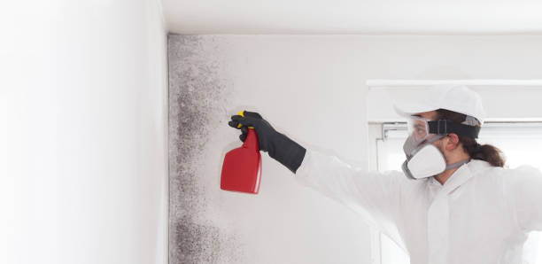 Best Mold Testing  in Big Pine, CA