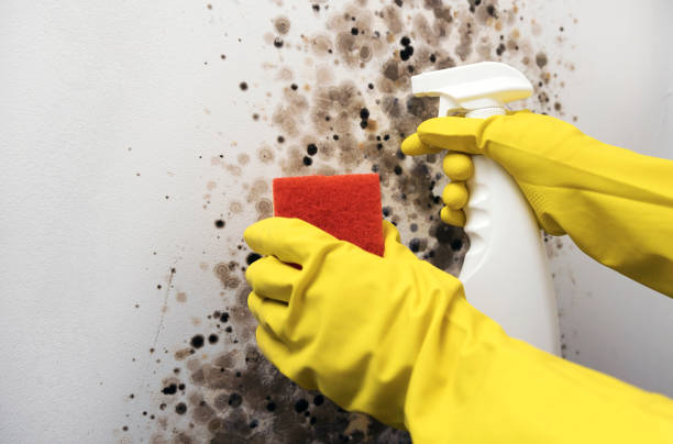 Best Professional Mold Removal  in Big Pine, CA
