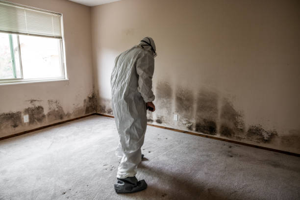 Best Commercial Mold Removal  in Big Pine, CA