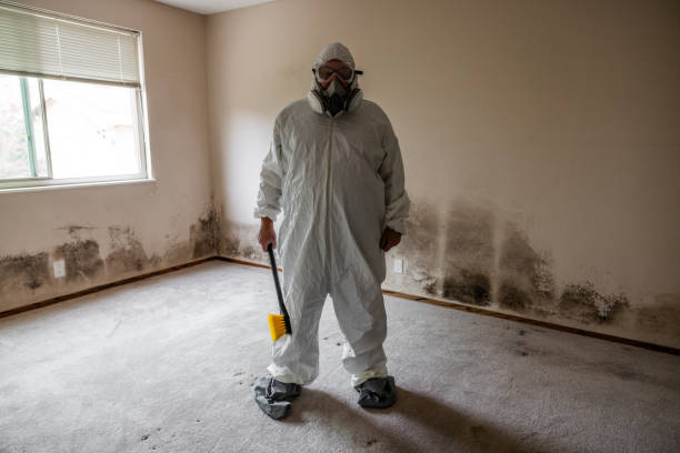 Best Mold Testing and Removal  in Big Pine, CA