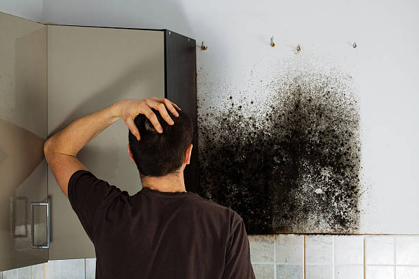 Best Mold Damage Repair  in Big Pine, CA