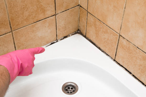 Best Commercial Mold Removal  in Big Pine, CA